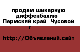 продам шикарную диффенбахию - Пермский край, Чусовой г.  »    